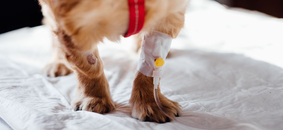 dog-with-intravenous-line-on-his-leg-4074725