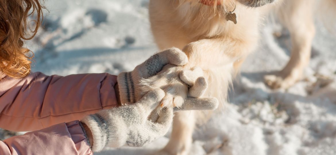 Jak zadbać o łapy psa zimą i latem?