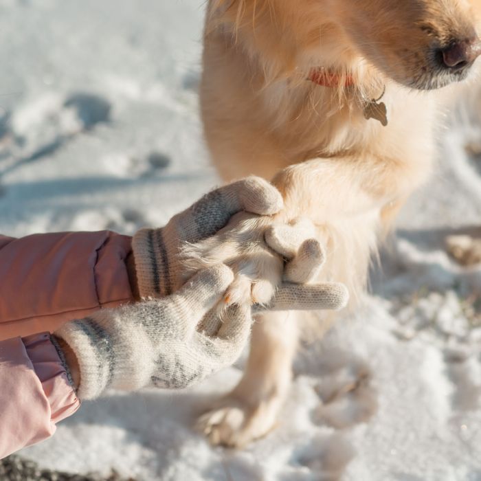 Jak zadbać o łapy psa zimą i latem?