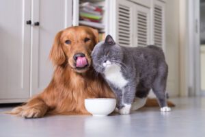 Probiotyk dla psa i kota - równowaga mikroflory jelitowej
