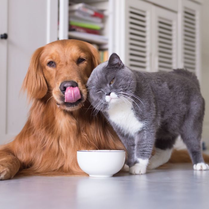 Probiotyk dla psa i kota - równowaga mikroflory jelitowej